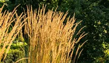 Garten-Reitgras 'Karl Foerster'