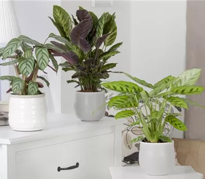 Calathea Calathea