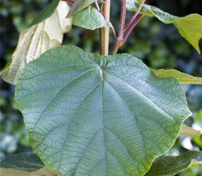 Actinidia chinensis 'Atlas' Actinidia chinensis 'Atlas'