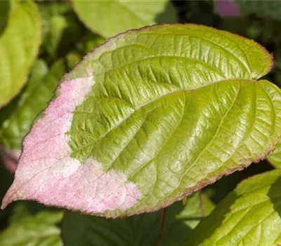 Actinidia kolomikta Actinidia kolomikta