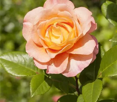 ADR-Rosen ADR-Rosen