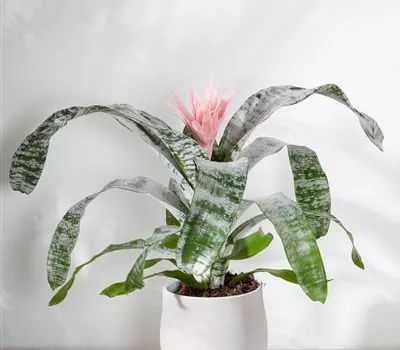 Aechmea Aechmea
