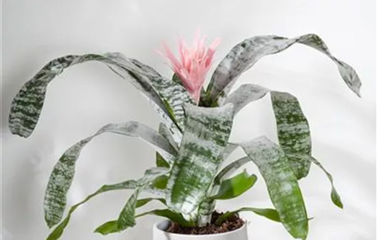 Aechmea Aechmea