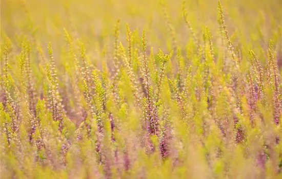 Calluna vulgaris Gardengirls®