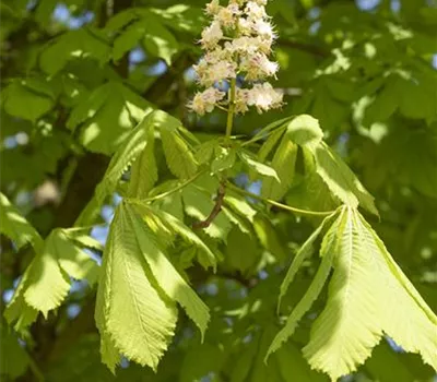 Aesculus hippocastanum Aesculus hippocastanum