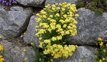 Felsen-Steinkraut