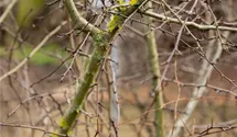 Zweigriffliger Weißdorn
