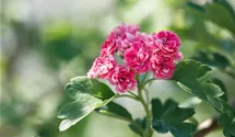 Echter Rotdorn 'Paul´s Scarlet'