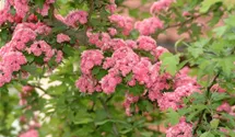 Echter Rotdorn 'Paul´s Scarlet'
