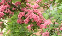 Echter Rotdorn 'Paul´s Scarlet'