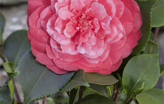 Camellia japonica Camellia japonica