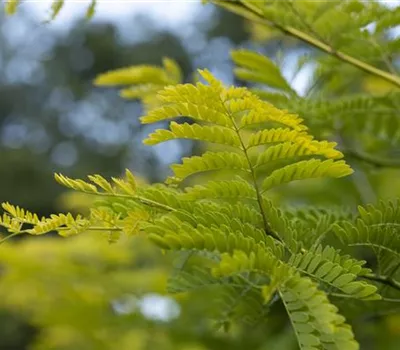 Albizia julibrissin Albizia julibrissin