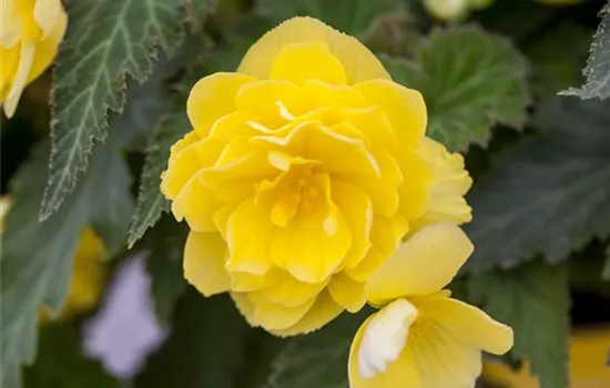 Begonia 'Non-Stop'®