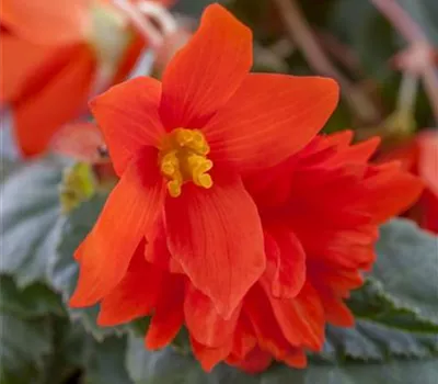 Begonia x tuberhybrida Begonia x tuberhybrida