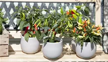 Paprika
