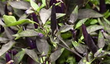 Paprika