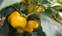 Paprika