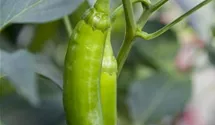 Paprika