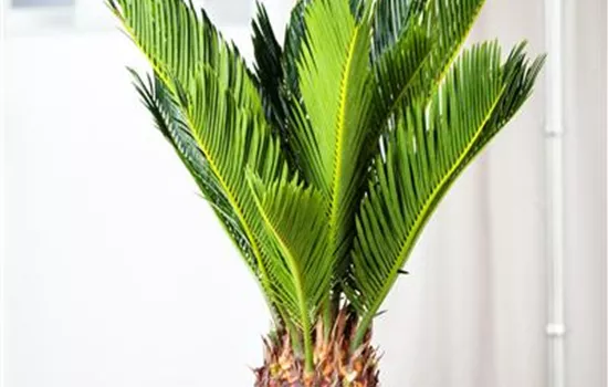 Cycas revoluta Cycas revoluta