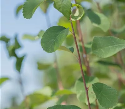 Amelanchier alnifolia 'Obelisk'® Amelanchier alnifolia 'Obelisk'®