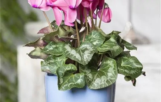 Cyclamen persicum, rosa Cyclamen persicum, rosa