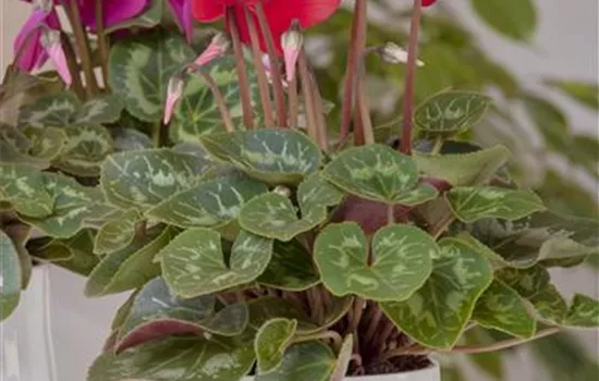 Cyclamen persicum, rot Cyclamen persicum, rot