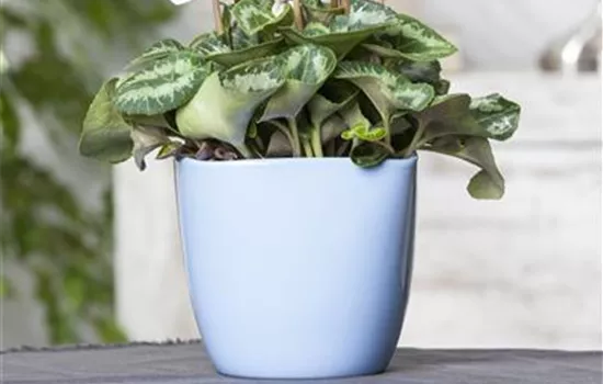 Cyclamen persicum, weiß Cyclamen persicum, weiß