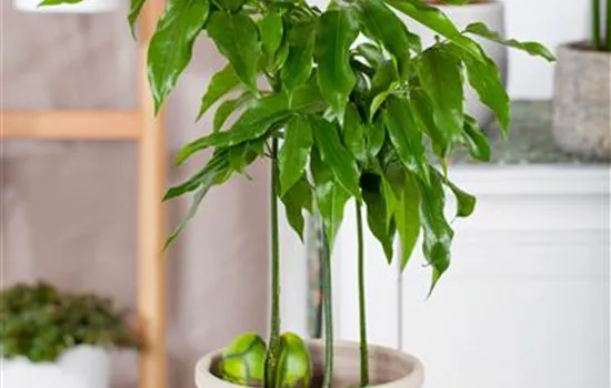 Castanospermum australe Castanospermum australe