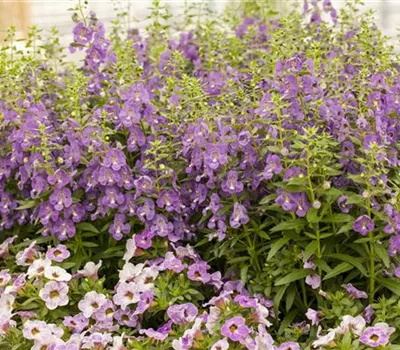 Angelonia hybrid Angelonia hybrid