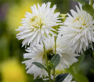 Dahlia Cactus Dahlia Cactus
