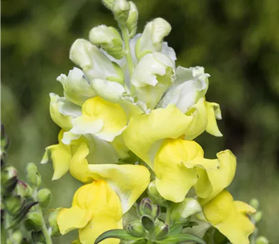 Antirrhinum majus, gelb Antirrhinum majus, gelb