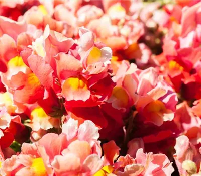 Antirrhinum majus, rot Antirrhinum majus, rot