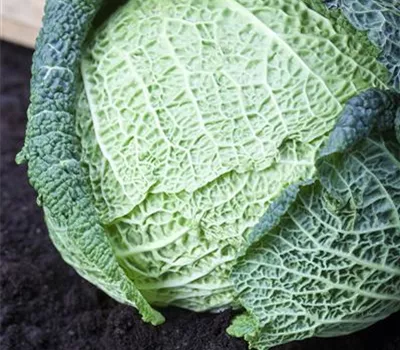 Brassica oleracea var. capitata var. sabauda Brassica oleracea var. capitata var. sabauda