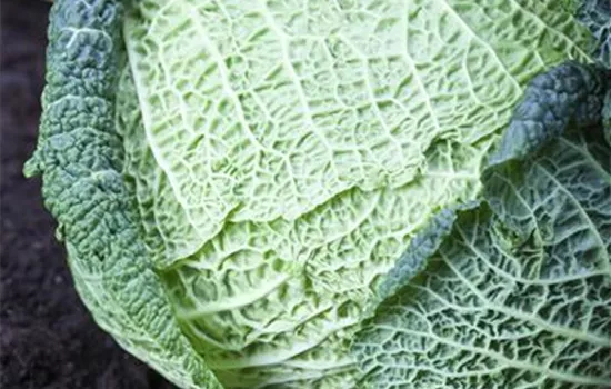 Brassica oleracea var. capitata var. sabauda Brassica oleracea var. capitata var. sabauda