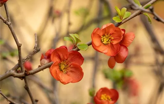 Chaenomeles japonica 'Cido'®