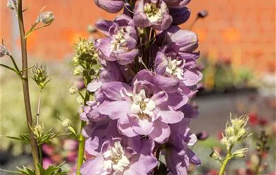 Delphinium 'Magic Fountains' Delphinium 'Magic Fountains'
