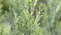 Kegelzypresse 'Ellwoodii'