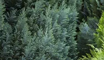 Kegelzypresse 'Ellwoodii'