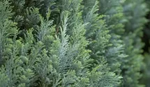 Kegelzypresse 'Ellwoodii'