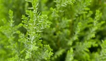 Kegelzypresse 'Ellwoodii'