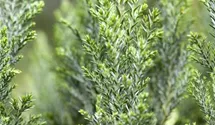 Kegelzypresse 'Ellwoodii'