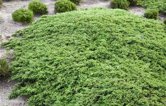 Juniperus communis 'Green Carpet' Juniperus communis 'Green Carpet'