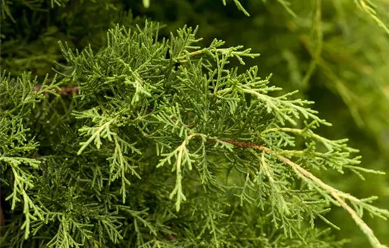 Juniperus x pfitzeriana Juniperus x pfitzeriana