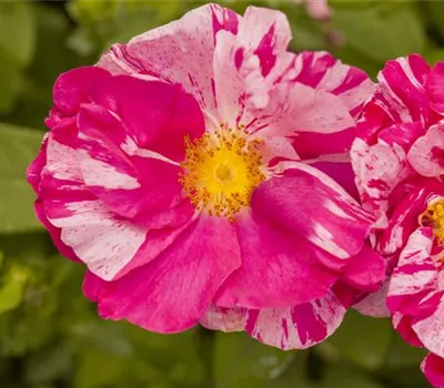 Kleinstrauchrose Kleinstrauchrose