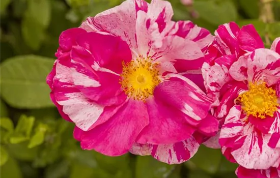 Kleinstrauchrose Kleinstrauchrose