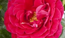 Duftrose