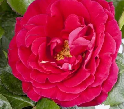 Duftrose Duftrose
