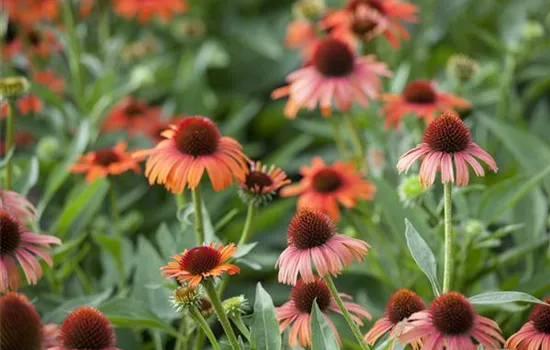 Echinacea purpurea Echinacea purpurea