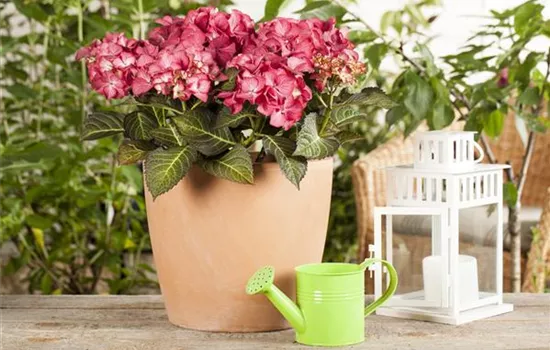 Hydrangea 'Black Diamonds'® Hydrangea 'Black Diamonds'®