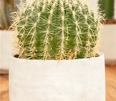 Echinocactus grusonii Echinocactus grusonii